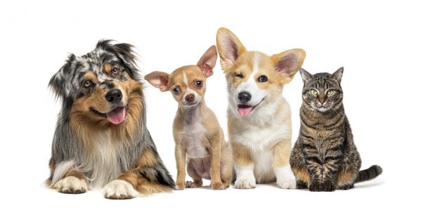 Rochester Pets
