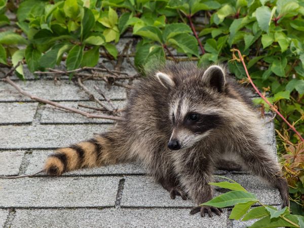 Rochester Wildlife Removal