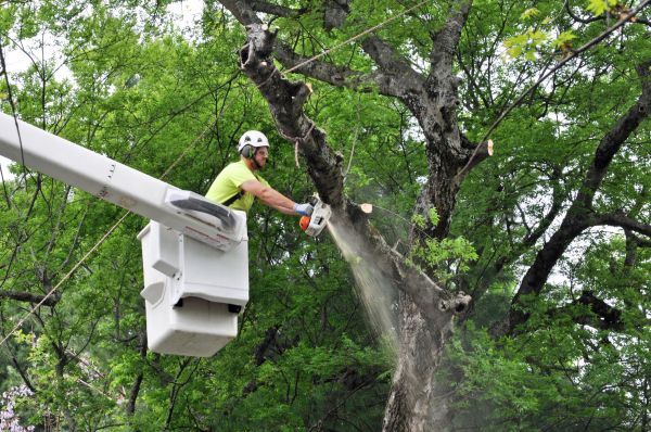 Rochester Tree Trimming
