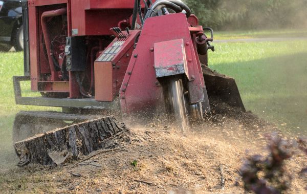 Rochester Tree Removal